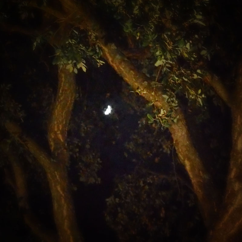 Nightfall_12